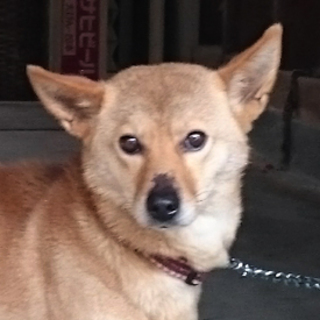 「ハナコ」２〜３歳女の子