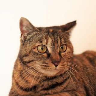 元気で懐こい大きな女の子　♪