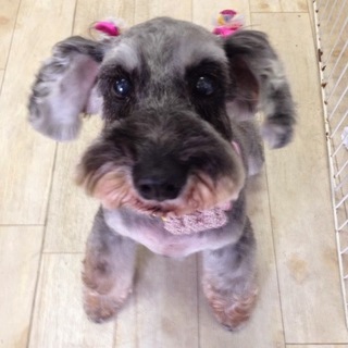 Ｍシュナウザー♀☆穏やかで優しい子です