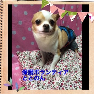 大人しくて人懐っこいミロ君はスムースチワワ３才