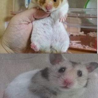 ゴールデンの♂♀の里親さん募集です