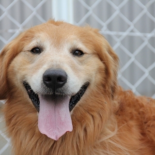 ゴールデン　4歳7か月男 の子　～繁殖犬引退～