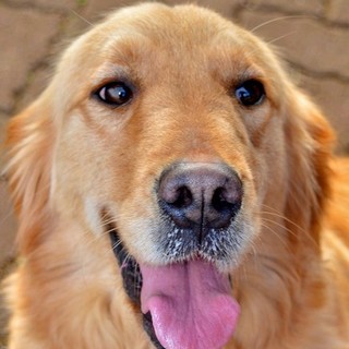 ゴールデン　4歳5か月女の子　～繁殖犬引退～