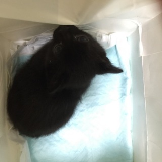 【急募】黒 子猫ちゃんです。