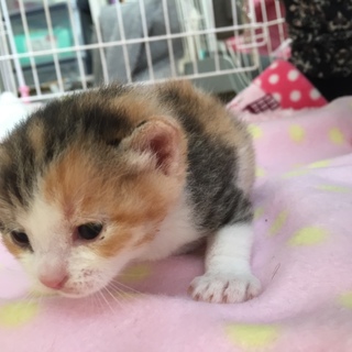 募集停止いたします、三毛子猫