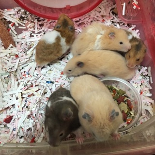 子ハム産まれました