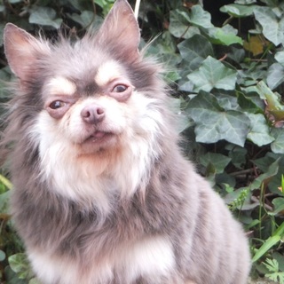 人なつこいチワワ