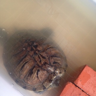 ミドリガメの里親募集！