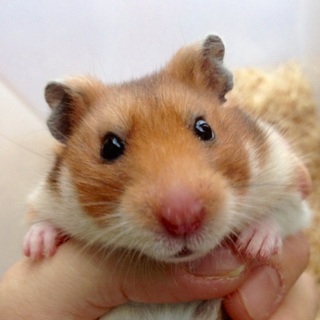 3ヶ月齢♀ゴールデンハムスター