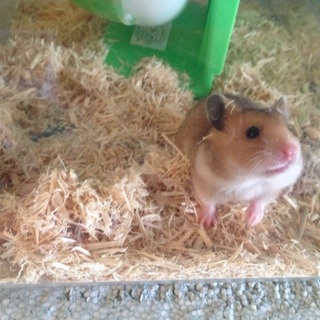 野生種？ゴールデンハムスター♀1匹
