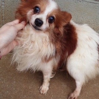 無事に譲渡できました。