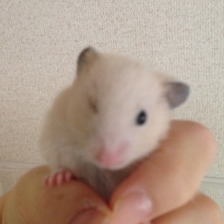 片目のキンクマハムスター