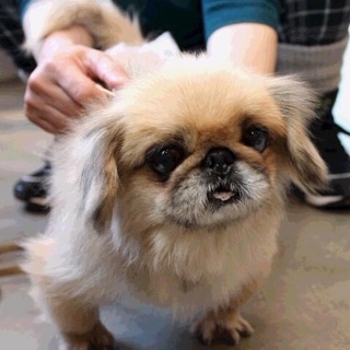 小柄な可愛いペキニーズの男のコ！