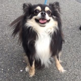 チワワ男の子4歳