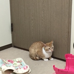 みぃちゃんデス（＾∇＾）