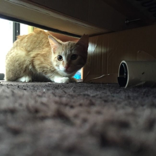 蜜柑と苺のカバー写真