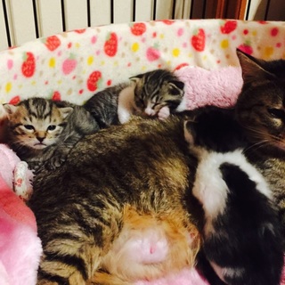 猫の赤ちゃんの家族募集中
