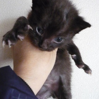 生後4週の赤ちゃん黒猫です。