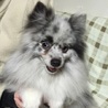 素敵な毛色の美人さん  ポメラニアン クレアちゃん サムネイル3