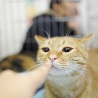 甘えん坊☆ちゃ太