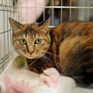 美女猫♡マリリン