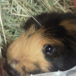 急募！くいしんぼうモルモット！