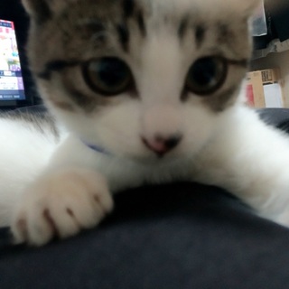 メス、7ヶ月、2.2kg