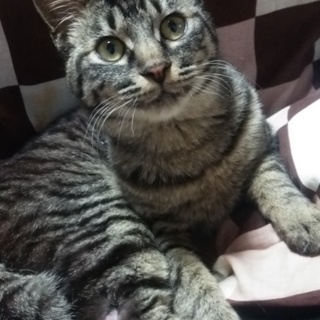 甘えたキジトラボーイ