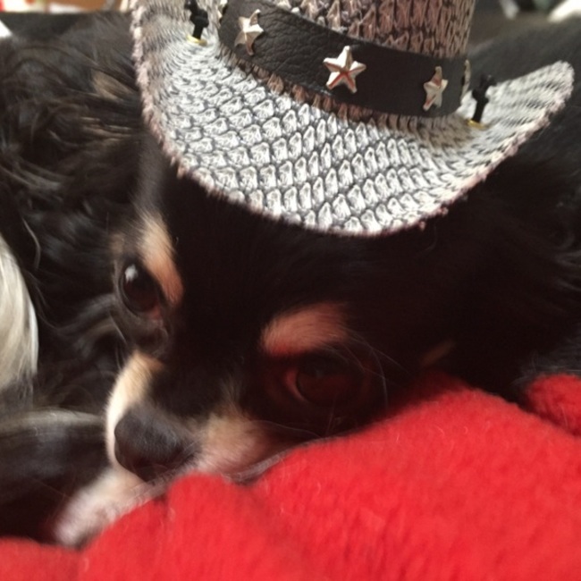 ルフィ3世のカバー写真