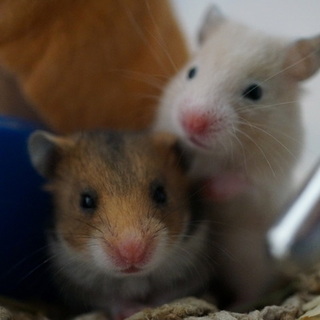 ゴールデン キンクマ／ノーマル３月３１生まれ