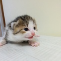 生後２週間前後の子猫です。(手の平サイズ)