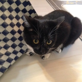 沢山のお問い合わせに一時募集終了します。みーです