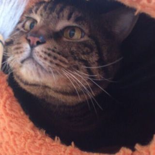 きじとら 2歳くらいの大きめの温和な男の子です