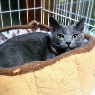 毛色　ロシアンブルーの兄弟　耳カットしてあります