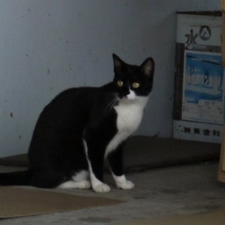 優しい里親さまに巡り合うことが出来ました。