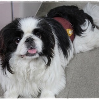 穏やかで、可愛いペキニーズの男のコ！