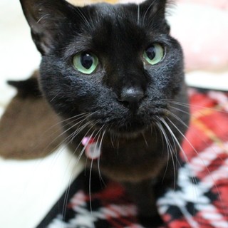 甘えん坊黒猫姉妹　タキちゃん