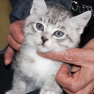 アメショーもどきの仔猫里親さん募集中