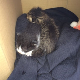 捨て猫について