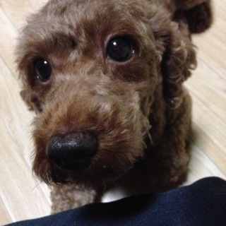 甘えん坊なトイプードルです