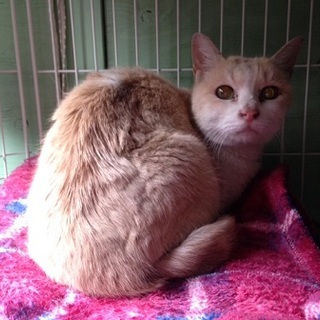 とってもおとなしい、リボンちゃん