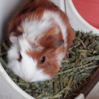 新しい里親様決まりました。ありがとうございました。