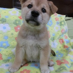 セブンデイズ譲渡会