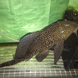 プレコｘ1、金魚ｘ２
