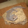 ヒョウモントカゲモドキ里親募集 サムネイル3
