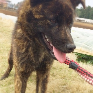 甲斐犬または甲斐犬MIX里親様募集