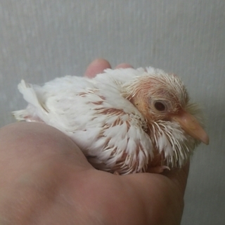 ギンバトのヒナ