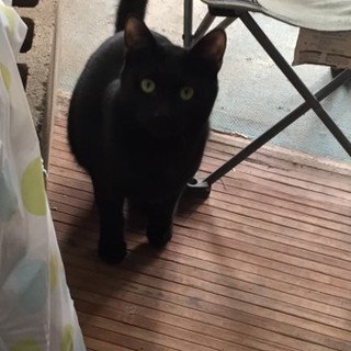 黒猫マリンです　優しい里親募集中！