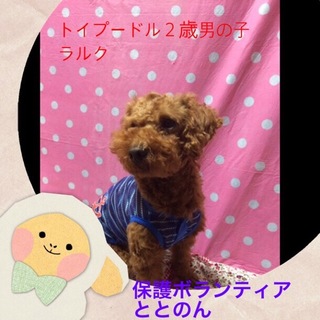 大人しくて甘えん坊なトイプードル２才男の子