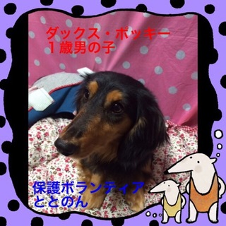 ダックス・ポッキー１才男の子は甘えん坊さん